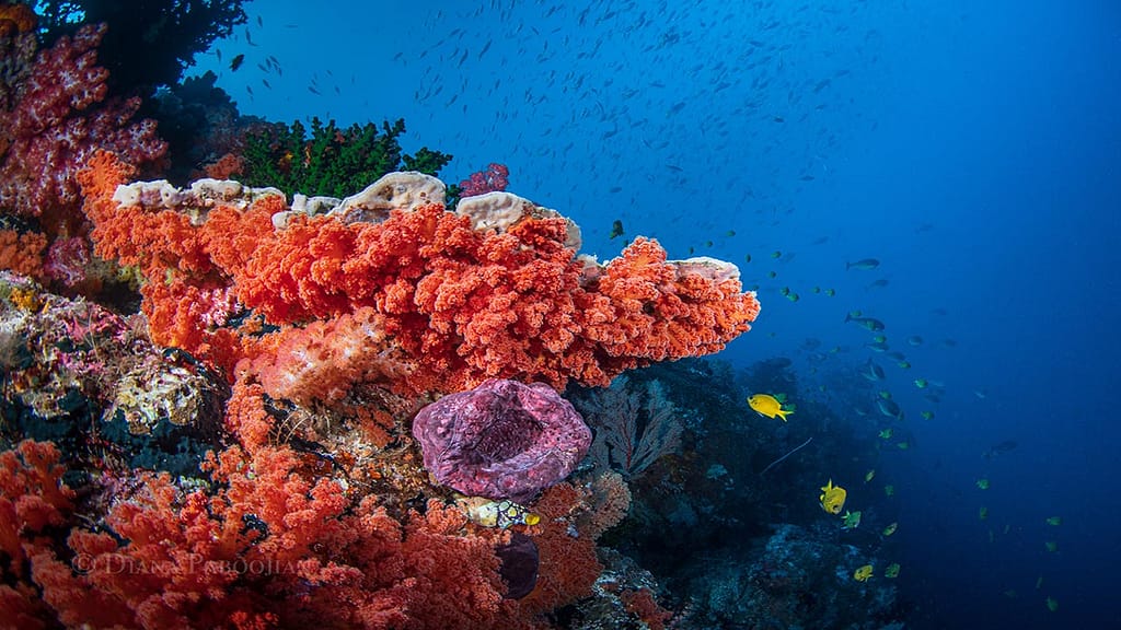 reef in Indonesia forgotten islands