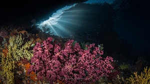 Raja Ampat&#039;s soft corals