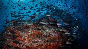 Raja Ampat reef fish life