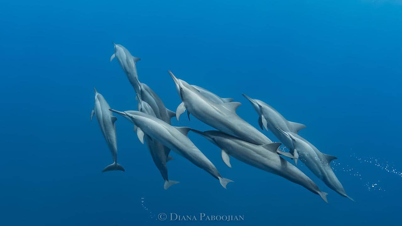 dolphins seen in Papua New Guinea