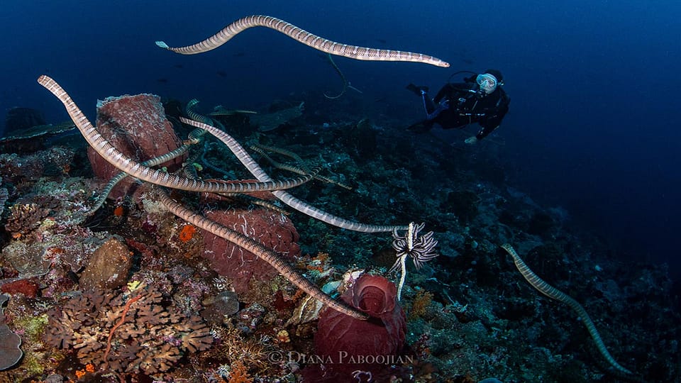 Indonesia Forgotten Islands sea snakes diana paboojian