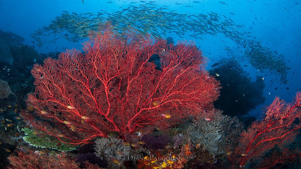 Gorgonian sea fans on a reef in Raja Ampat, West Papua, Indonesia