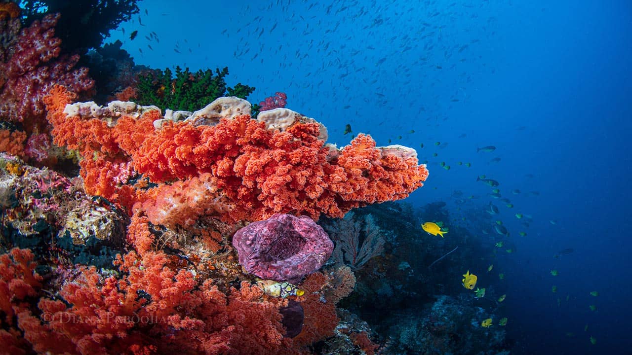 reef in Indonesia forgotten islands