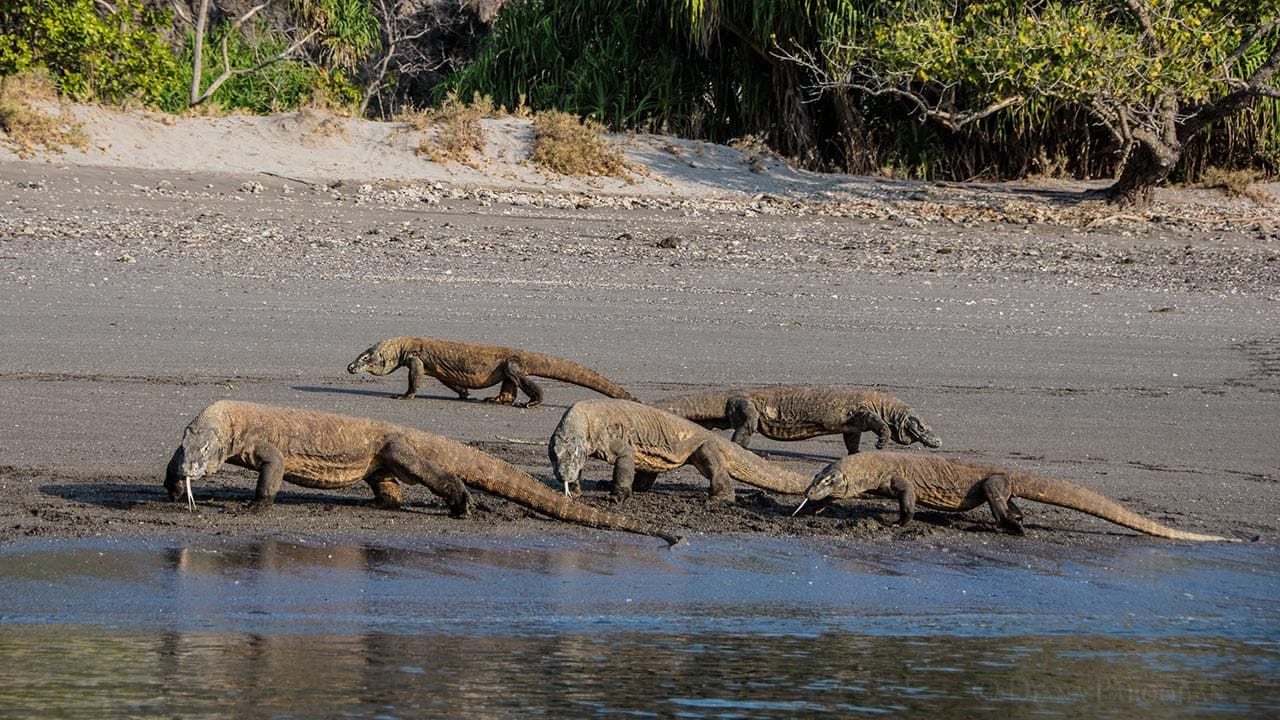 Komodo dragons photographed during liveaboard
